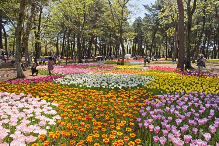もう少しで見頃を迎える一面ブルーのネモフィラ畑♪「国営ひたち海浜公園」で楽しむ春の花さんぽ