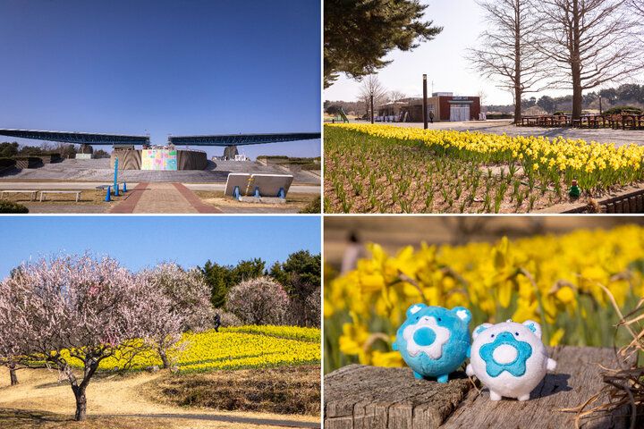 もう少しで見頃を迎える一面ブルーのネモフィラ畑♪「国営ひたち海浜公園」で楽しむ春の花さんぽ