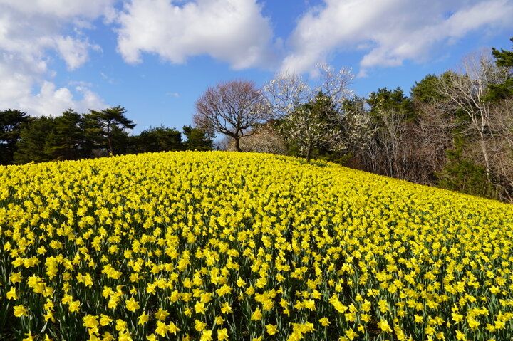 もう少しで見頃を迎える一面ブルーのネモフィラ畑♪「国営ひたち海浜公園」で楽しむ春の花さんぽ