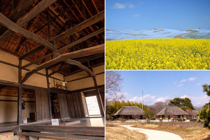 もう少しで見頃を迎える一面ブルーのネモフィラ畑♪「国営ひたち海浜公園」で楽しむ春の花さんぽ