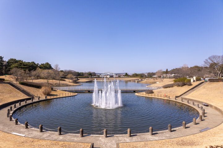 もう少しで見頃を迎える一面ブルーのネモフィラ畑♪「国営ひたち海浜公園」で楽しむ春の花さんぽ
