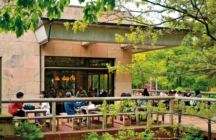 もう少しで見頃を迎える一面ブルーのネモフィラ畑♪「国営ひたち海浜公園」で楽しむ春の花さんぽ