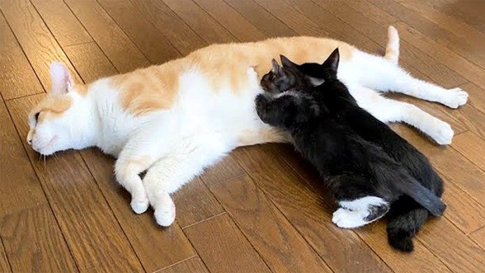 先住猫に甘える子猫達