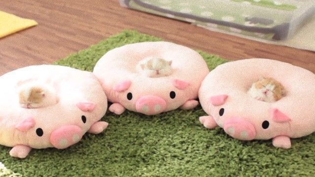 最高に可愛い！ 子ブタのクッションに座る3匹の子ネコ。