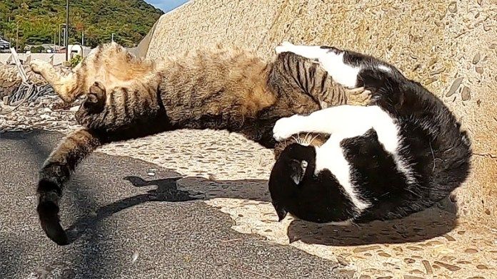 激しいケンカをする猫達