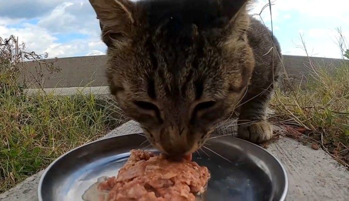 ご飯を食べる猫