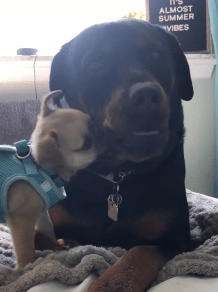 怒られちゃうぞ？ 先輩犬のほっぺをびよ〜んと引っ張って遊ぶ子犬。