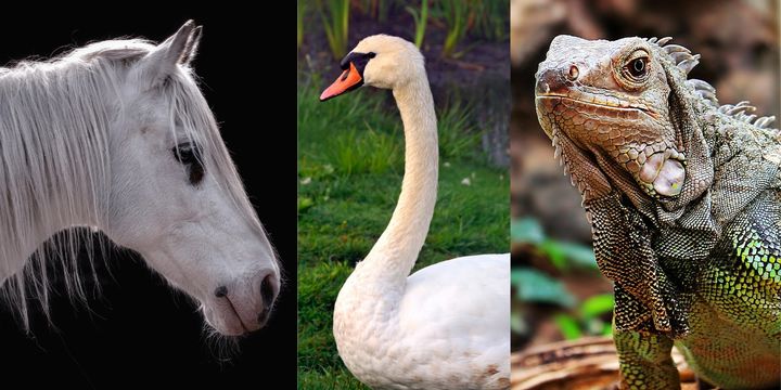 さまざまな動物たちの頭と体の比率を見てみましょう