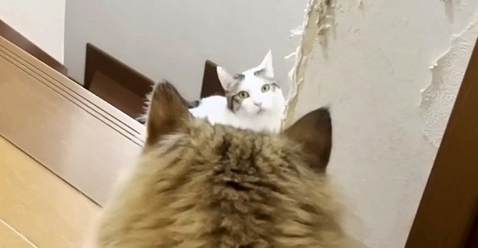 不満そうに鳴く猫