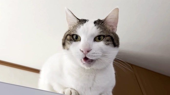 ご機嫌に鳴く猫