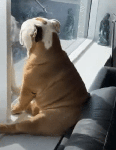 窓の前に座って動かない犬さん。何をしているのかと思ったら