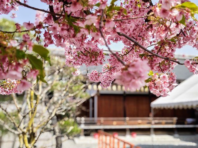 東寺の河津桜