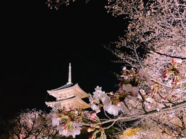 東寺春のライトアップ