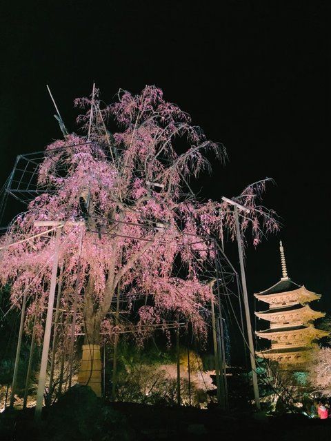 東寺春のライトアップ