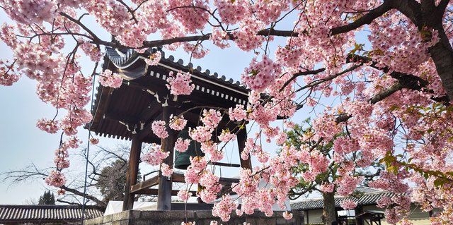 東寺の河津桜