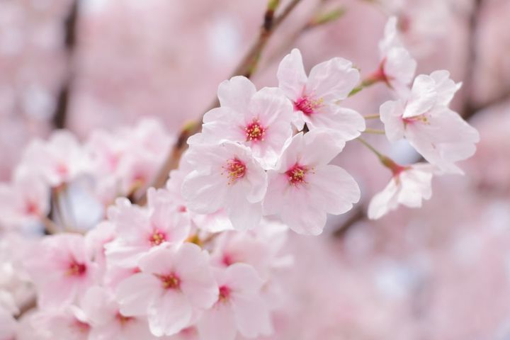 会いに行きたい「一本桜」は？