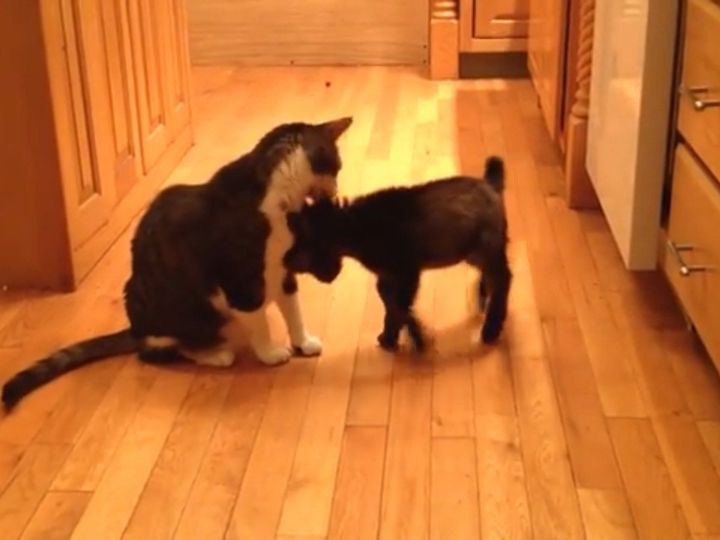 かまってほしくて頭突き！？