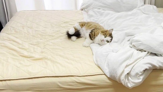 ひとりぼっちになった猫