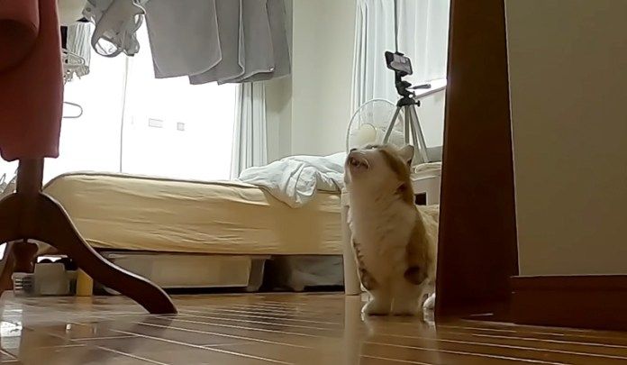 ひとりが寂しい猫