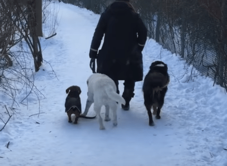 「僕の役目なの♪」小型犬の散歩を手伝ってくれるおじいちゃん犬。