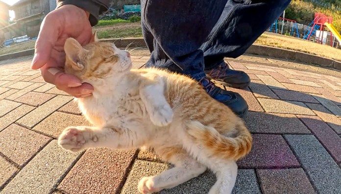 撫でられる子猫