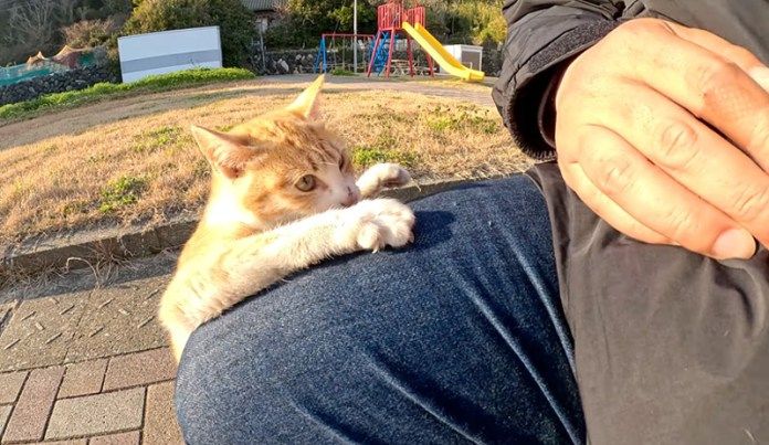 かまって欲しい子猫