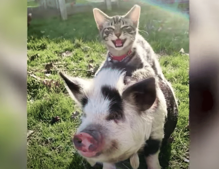 動物好きの子猫、ブタさんの背中に乗ってライダーごっこ♪
