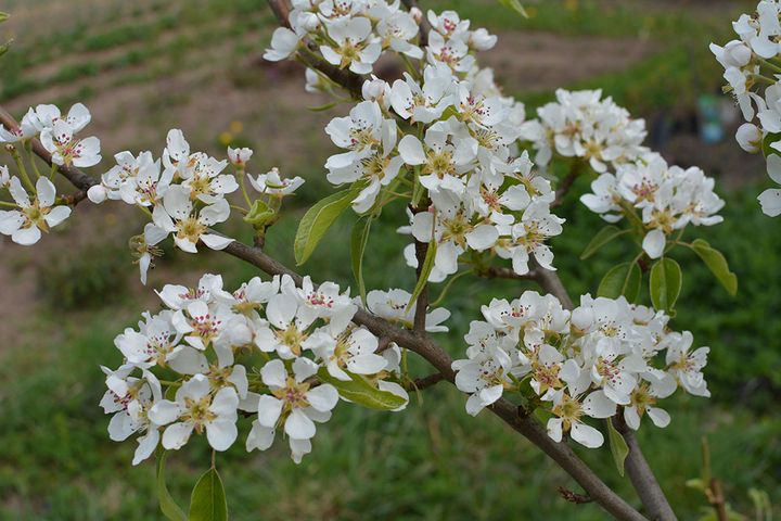 ジューンベリーの花