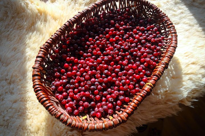 ジューンベリーの実