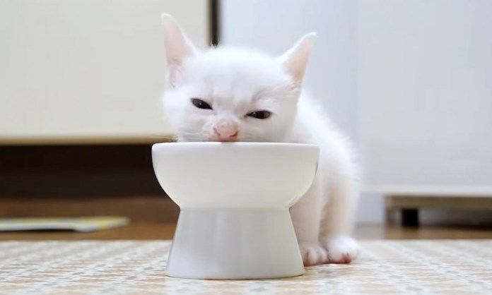 離乳食を食べる子猫