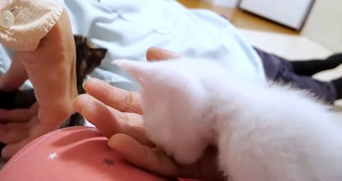 指をチュパチュパする子猫