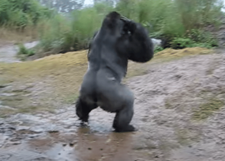 突然の雨 ゴリラの行動が人間味がありすぎ(笑)