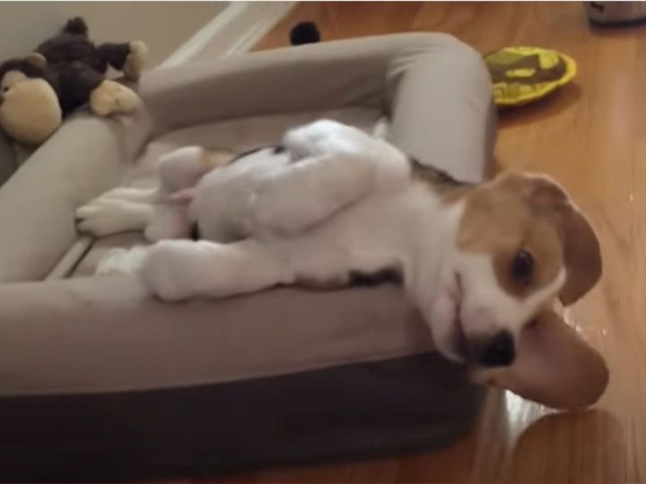 目が覚めたけど…まだ眠そう？