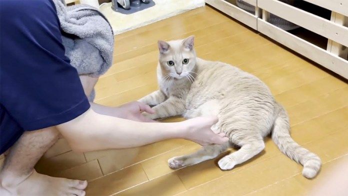 一緒に遊ぶ猫とお兄ちゃん