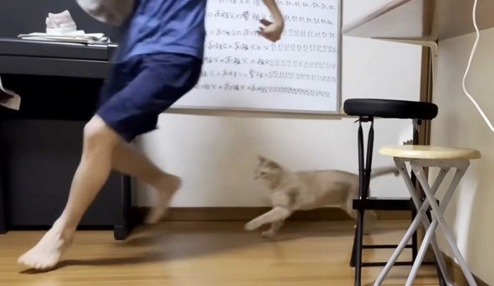 一緒に遊ぶ猫とお兄ちゃん