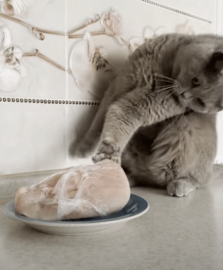 これニャに？ これニャに？ お肉を見てハテナが止まらない猫。