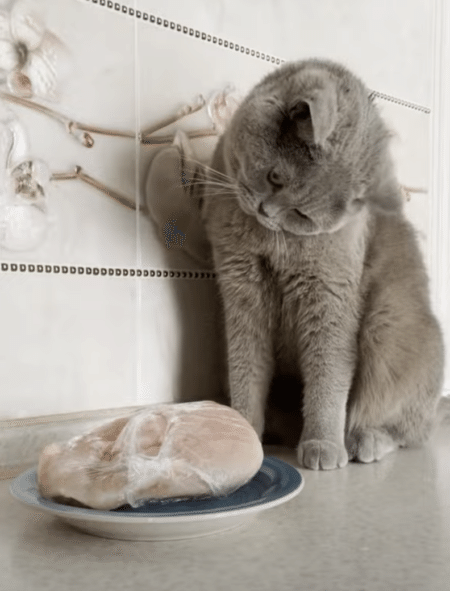 これニャに？ これニャに？ お肉を見てハテナが止まらない猫。