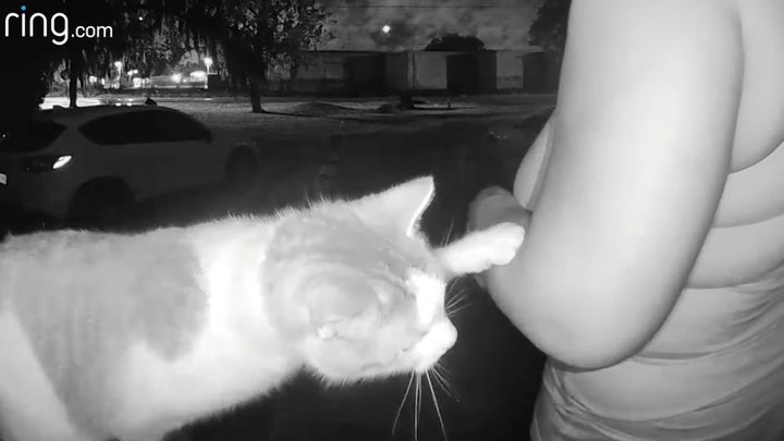 もうちょっと頭を掻いてとねだる猫、お礼を込めて握手を交わす