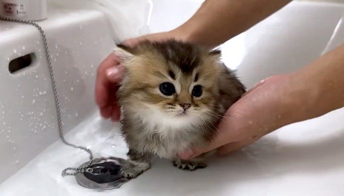 お風呂に入る子猫