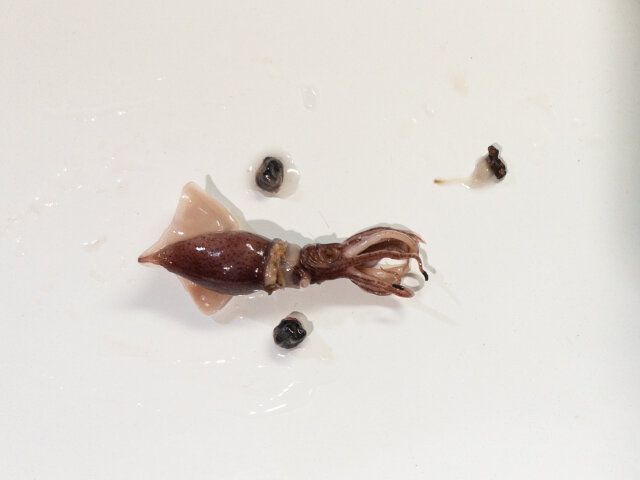 菜の花とホタルイカのアンチョビパスタ レシピ ホタルイカの下ごしらえ