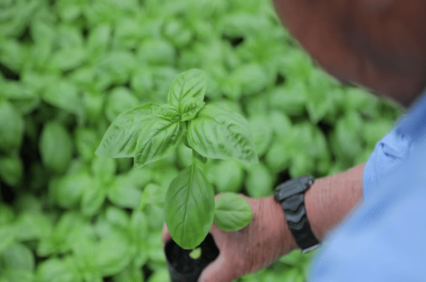 バジルの苗画像