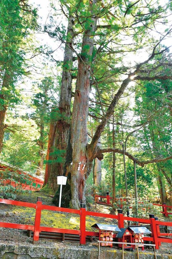 大鳥居から神門へ向かう石段の途中にある縁結びの御神木