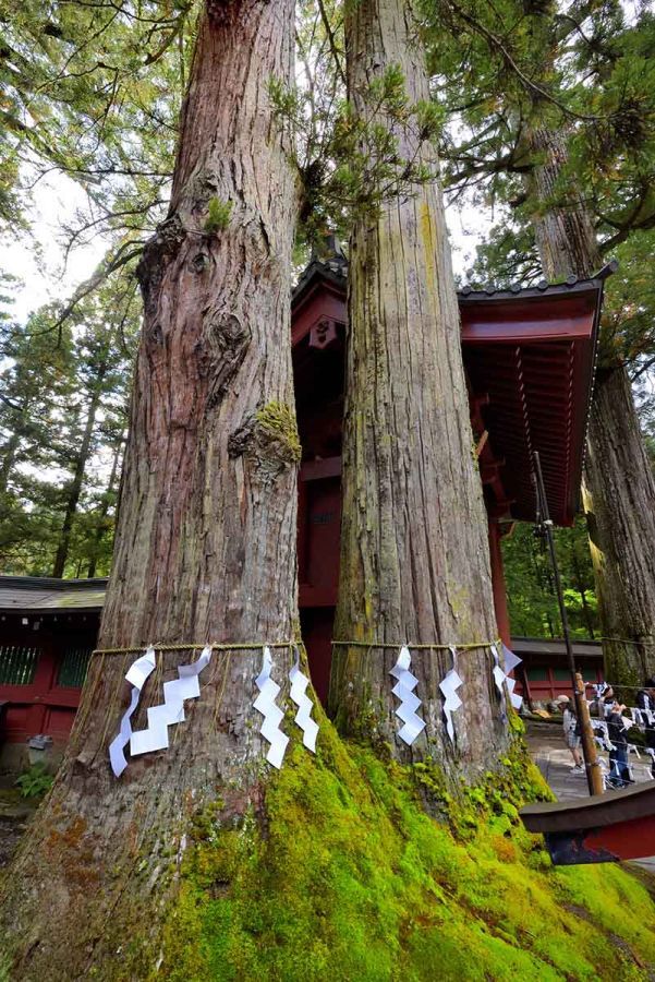 2本の木が寄り添うようにしてそびえる夫婦杉