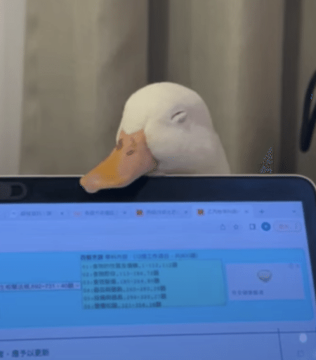 「まだ終わらないのー？」 パソコンの上にアゴ乗せするアヒルちゃんがかわいい！