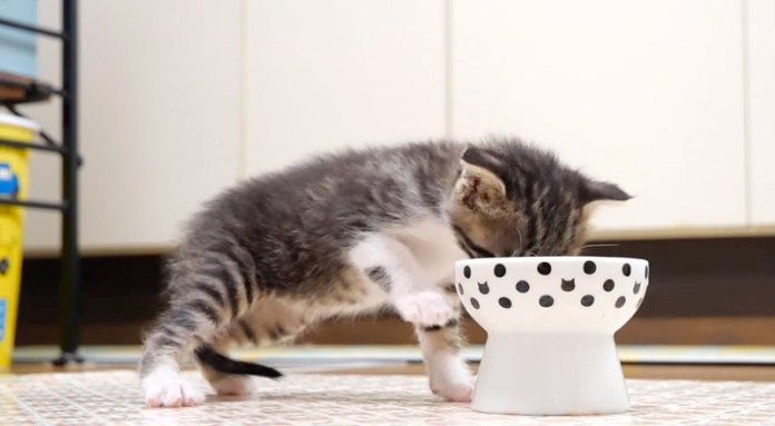 ご飯を食べる子猫