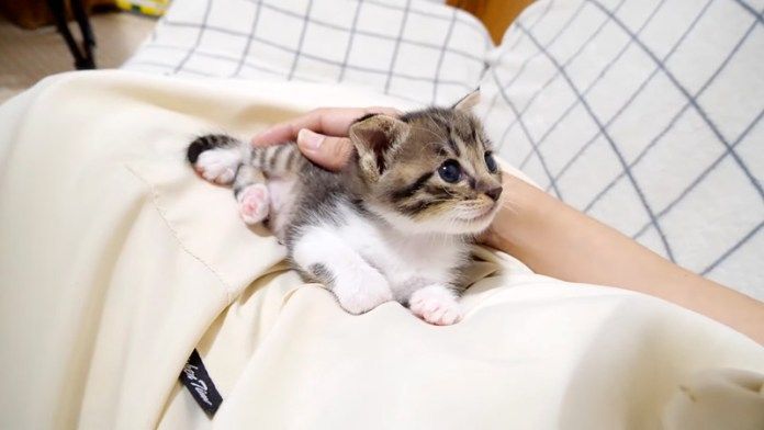 膝で甘える子猫