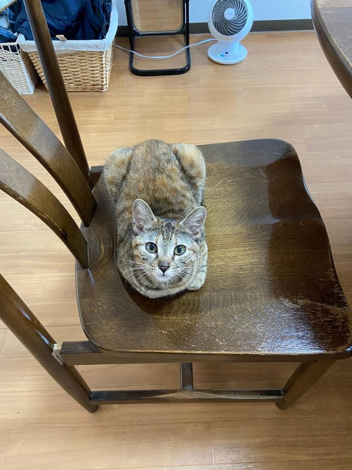 ジェネッタ猫のルネちゃん