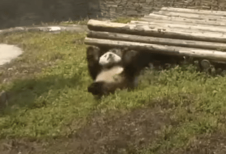 ころころ〜！ ひたすら転がっていく子パンダ。何かの練習中？