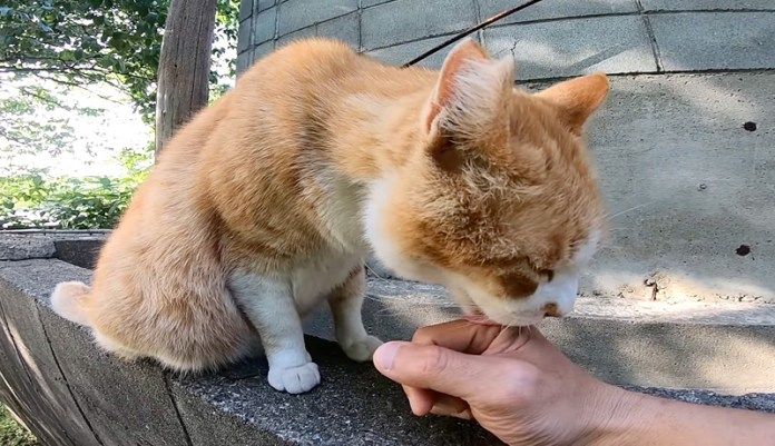 手を舐める猫