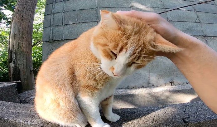 撫でられる猫